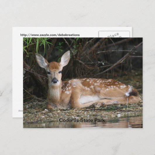 White Tail Fawn Briefkaart (Voorkant / Achterkant)