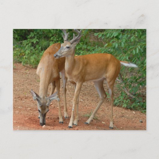 White Tailed Buck Deer Briefkaart (Voorkant)