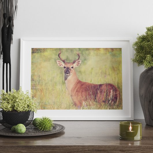 White Tailed Buck Poster of voor ontkoppeling