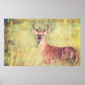 White Tailed Buck Poster of voor ontkoppeling (Voorkant)