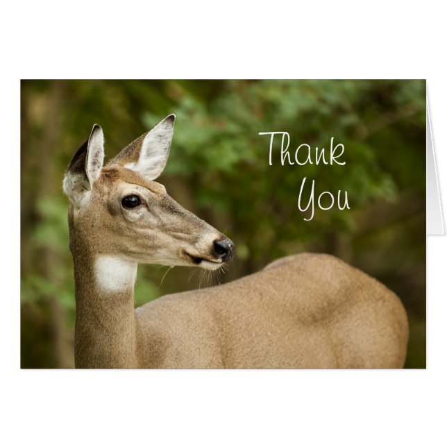 White Tailed Deer (Voorkant Horizontaal)