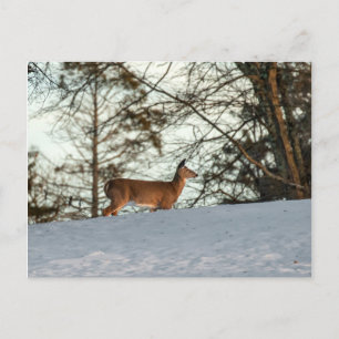 White Tailed Deer Briefkaart