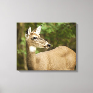 White Tailed Deer Canvas Afdruk