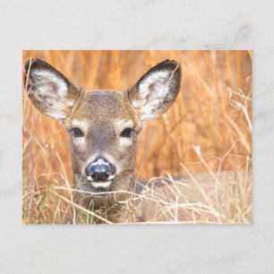 White Tailed Deer Close-up Foto Briefkaart