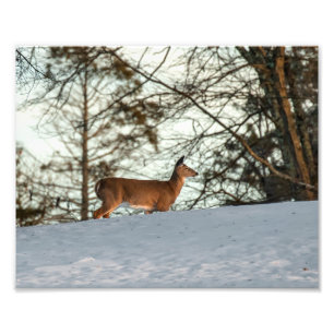 White Tailed Deer Foto Afdruk