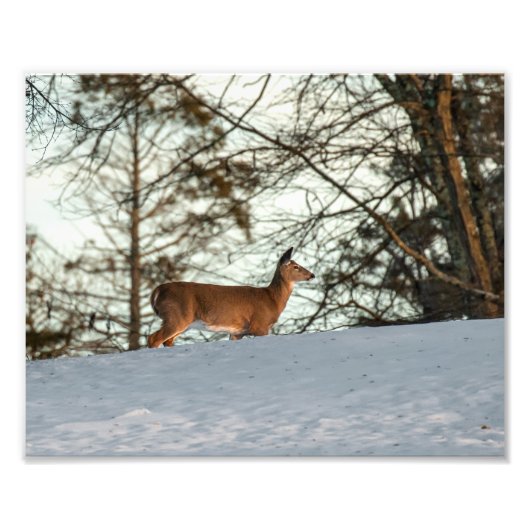 White Tailed Deer Foto Afdruk (Voorkant)