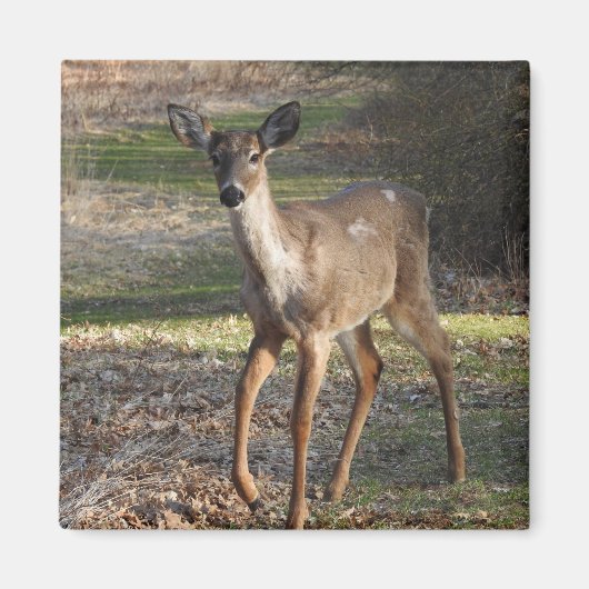 White Tailed Deer Magneet (Voorkant)