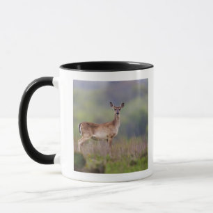White-Tailed Deer Mok