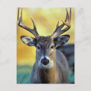 White-Tailed Deer   Najaar Briefkaart