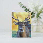 White-Tailed Deer | Najaar Briefkaart (Staand voorkant)