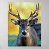White-Tailed Deer | Najaar Poster (Voorkant)