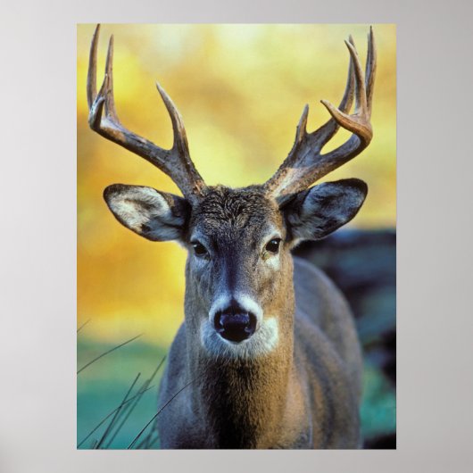White-Tailed Deer | Najaar Poster (Voorkant)