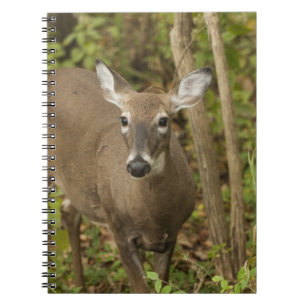 White Tailed Deer Notitieboek