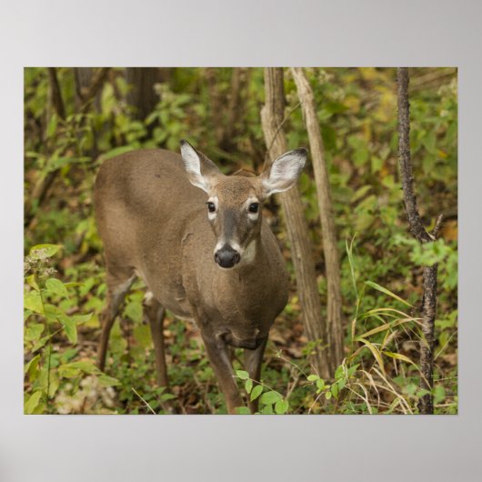 White Tailed Deer Poster (Voorkant)