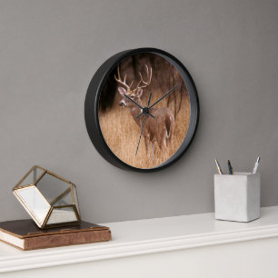 White Tailed Deer   State Park Choke Canyon, TX