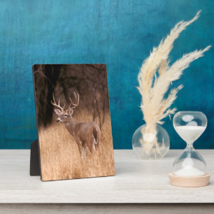 White Tailed Deer State Park Choke Canyon, TX Fotoplaat