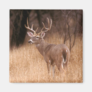 White Tailed Deer   State Park Choke Canyon, TX Magneet