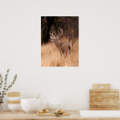 White Tailed Deer | State Park Choke Canyon, TX Poster (Keuken)