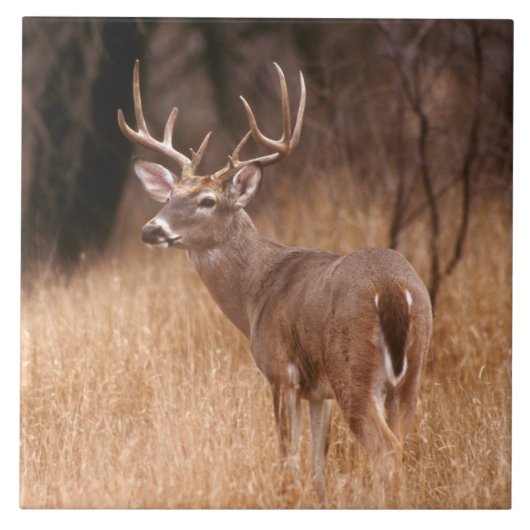White Tailed Deer | State Park Choke Canyon, TX Tegeltje (Voorkant)