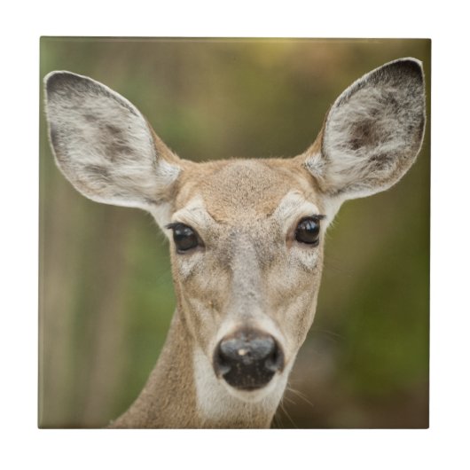 White Tailed Deer Tegeltje (Voorkant)