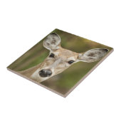 White Tailed Deer Tegeltje (Zijkant)