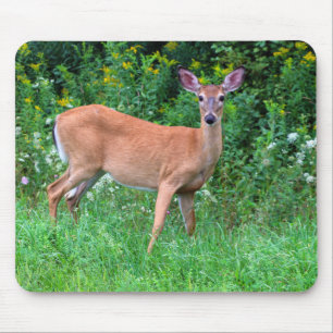 White Tailed Vrouw Deer Muismat