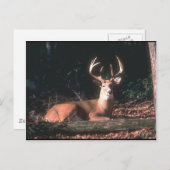 White Tailing Deer Buck Foto Briefkaart (Voorkant / Achterkant)