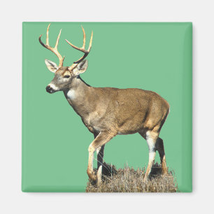 White Tailing Deer Buck Magneet
