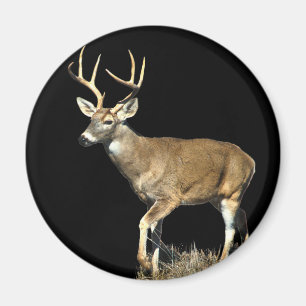 White Tailing Deer Buck Magneet