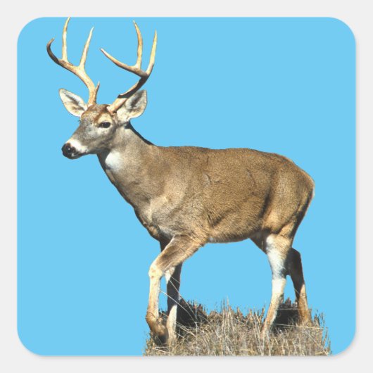White Tailing Deer Buck Vierkante Sticker (Voorkant)