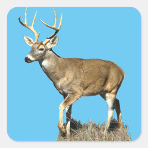 White Tailing Deer Buck Vierkante Sticker
