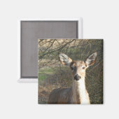 White Tailing Deer Sluiten Magneet (Voorkant / Achterkant)
