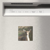 White Tailing Deer Sluiten Magneet (Insitu (Vaatwasser))