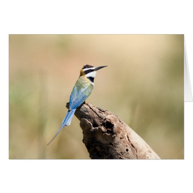 White throated Bee-eater (Voorkant Horizontaal)