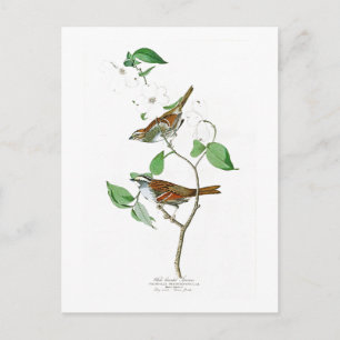 White Throated Sparrow John Audubon Birds America Briefkaart