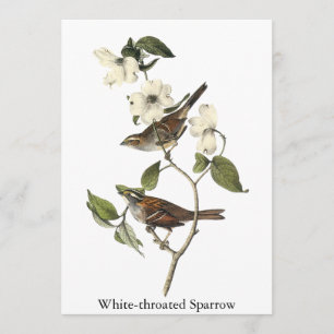 White-throated Sparrow - John Audubon Kaart