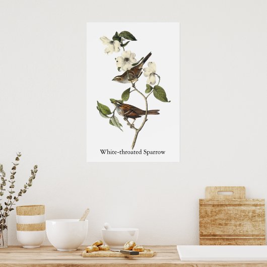 White-throated Sparrow - John Audubon Poster (Keuken)