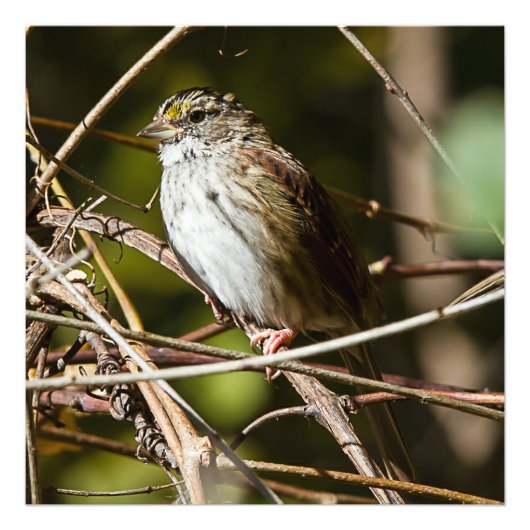 White Throated Sparrow Square Print Foto Afdruk (Voorkant)