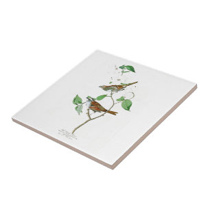 White Throted Sparrow John Audubon Birds America Tegeltje