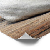 White Tiger, Bengal Tiger Poster (Hoek)