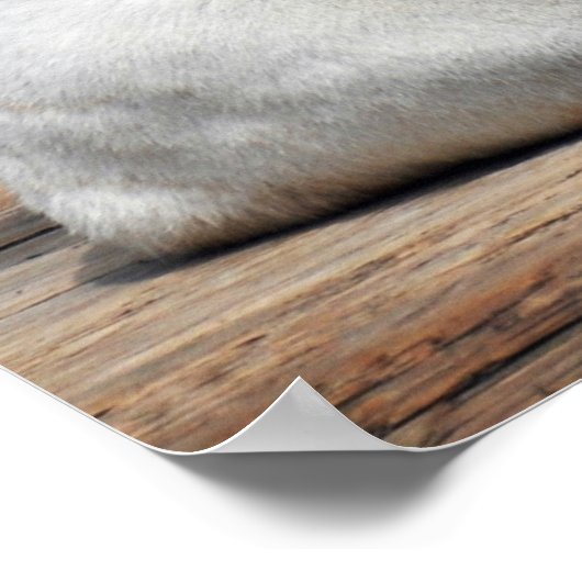 White Tiger, Bengal Tiger Poster (Hoek)