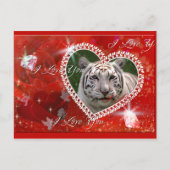 White Tiger Briefkaart (Voorkant)