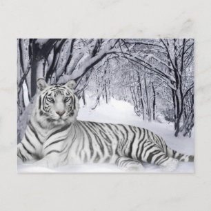 White TIger Briefkaart