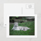 White Tiger Briefkaart (Voorkant / Achterkant)