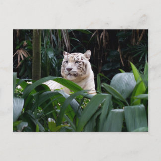 White Tiger Briefkaart