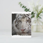 White Tiger Briefkaart (Staand voorkant)