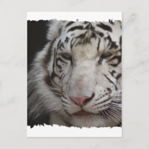 White Tiger Briefkaart