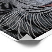 White Tiger - Casper Poster (Hoek)