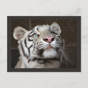 White Tiger Cub Briefkaart