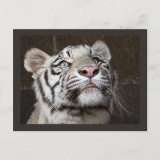 White Tiger Cub Briefkaart